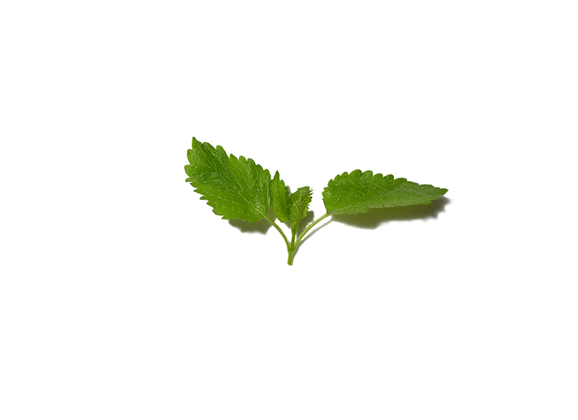 Stevia leaf